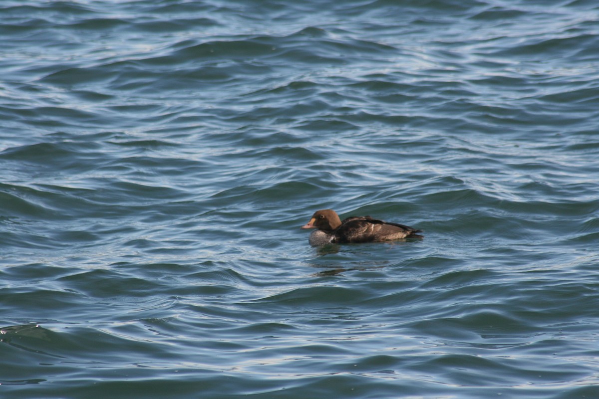 King Eider - ML285199361