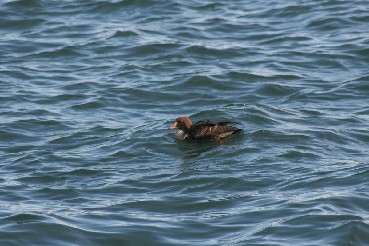King Eider - ML285199441
