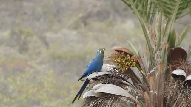 Guacamayo de Lear - ML285200091