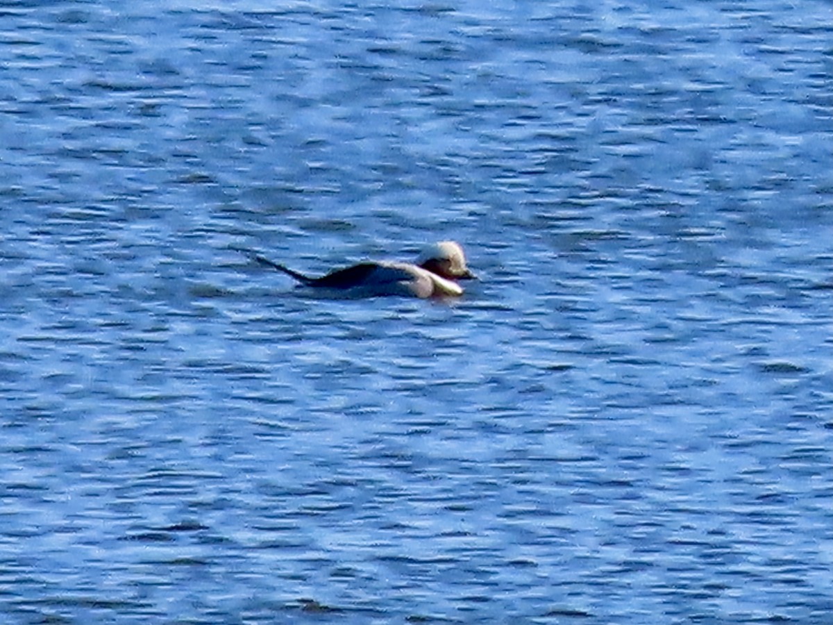 Long-tailed Duck - ML285200331