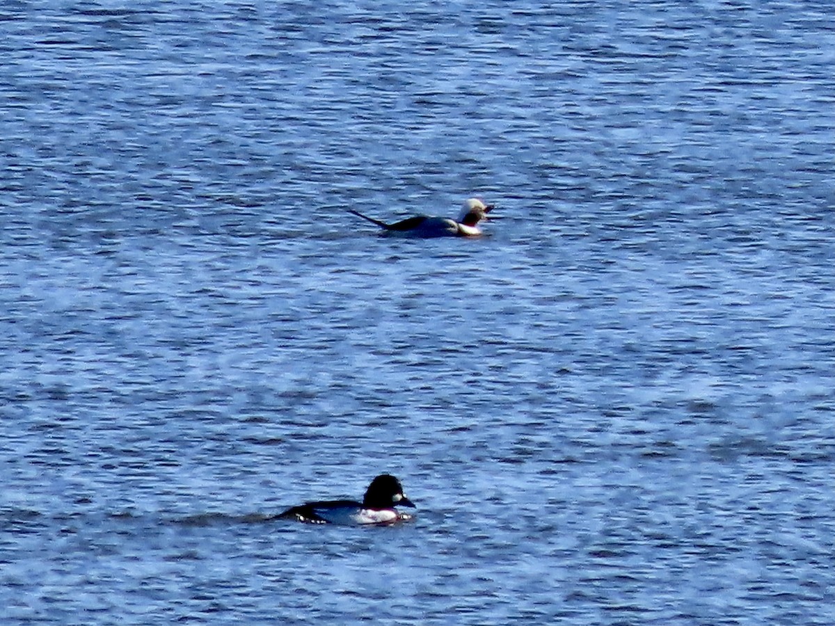 Long-tailed Duck - ML285200351
