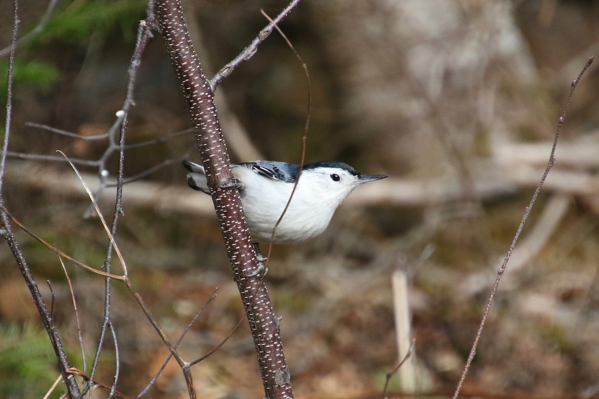 White-breasted Nuthatch - E R