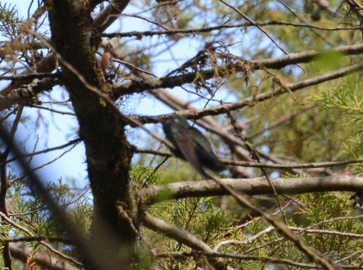 Colibrí Magnífico - ML285203711