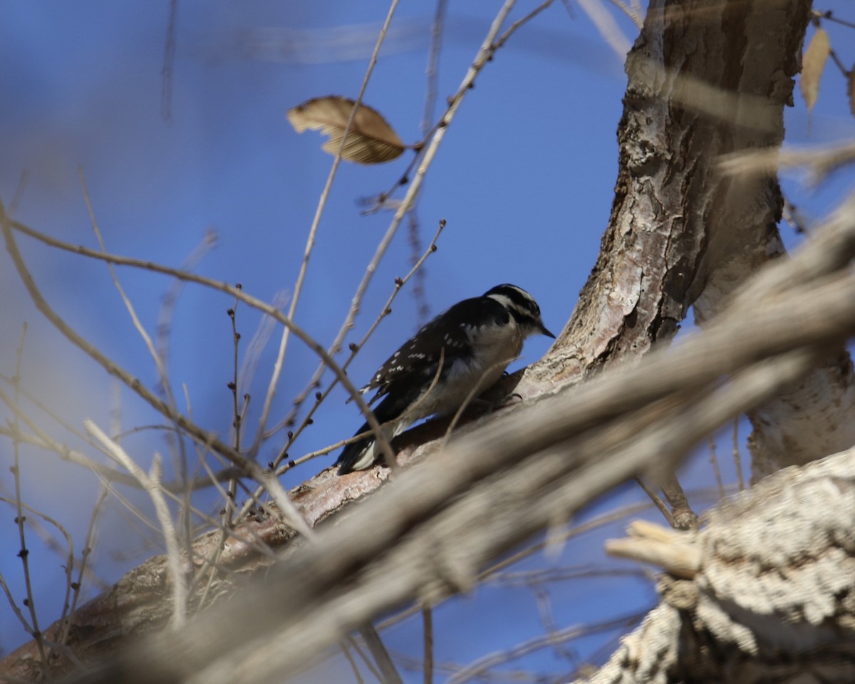 Downy Woodpecker - ML285204821