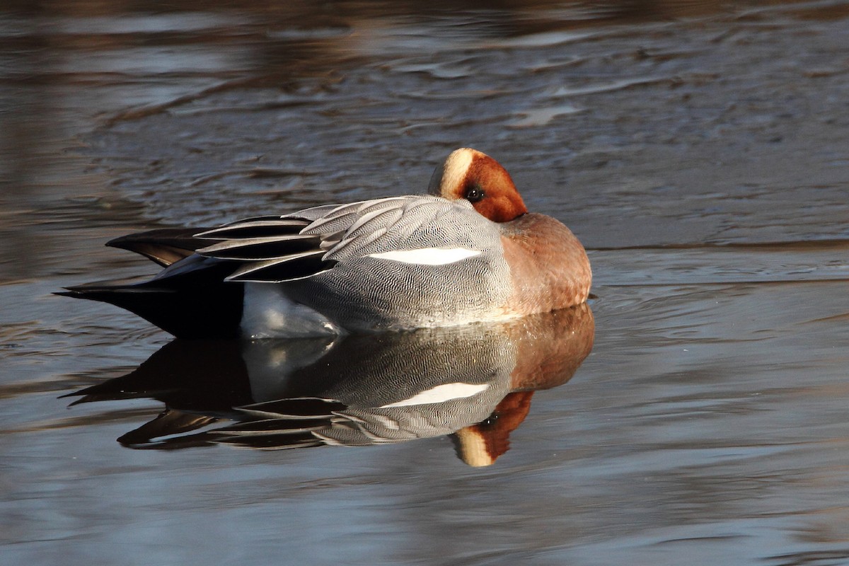 Eurasian Wigeon - James Cummins