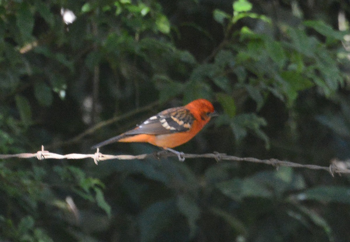 Flame-colored Tanager - ML285206821