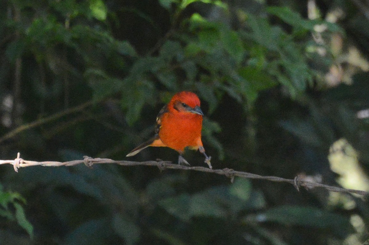 Flame-colored Tanager - ML285206861