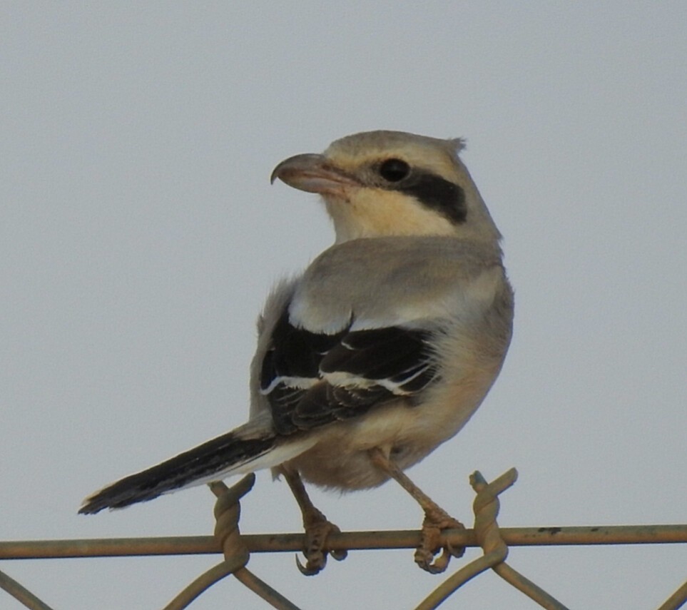 Great Gray Shrike - Hazem  AL Hreisha