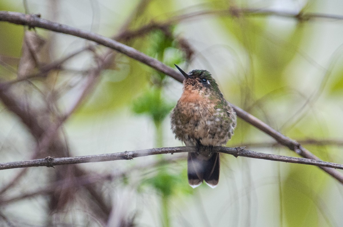 Tyrian Metaltail - Stephen Davies