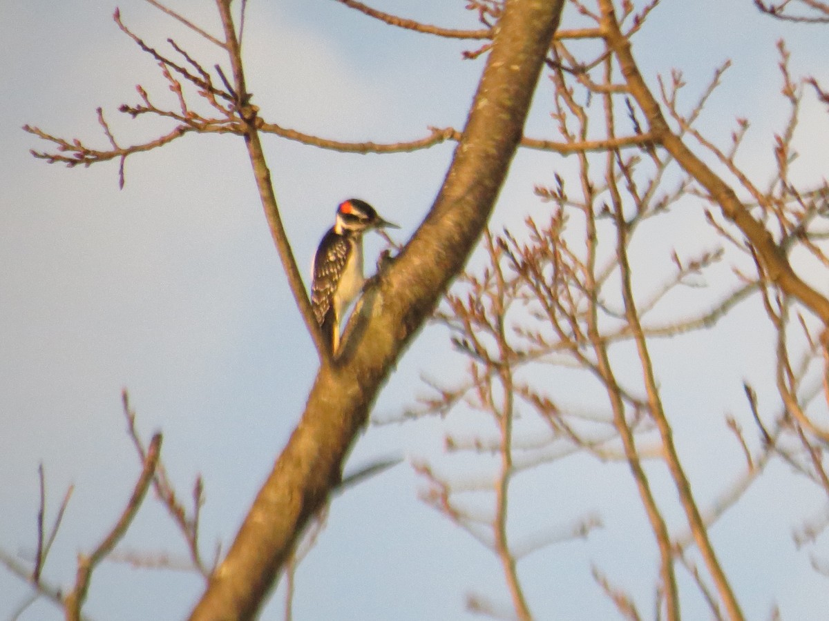 Hairy Woodpecker - ML285208491