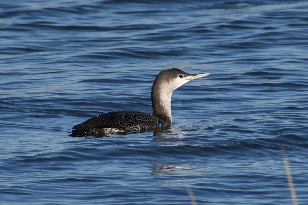Red-throated Loon - ML285209371