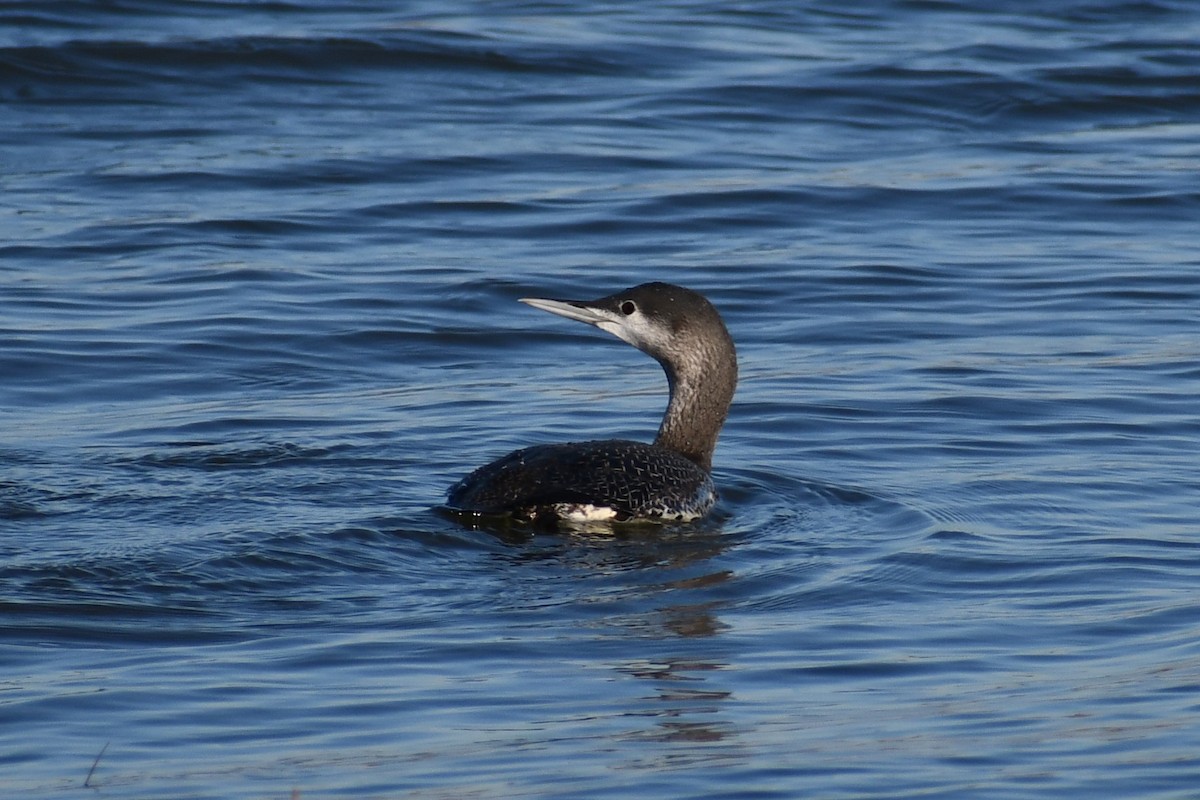 Red-throated Loon - ML285209381