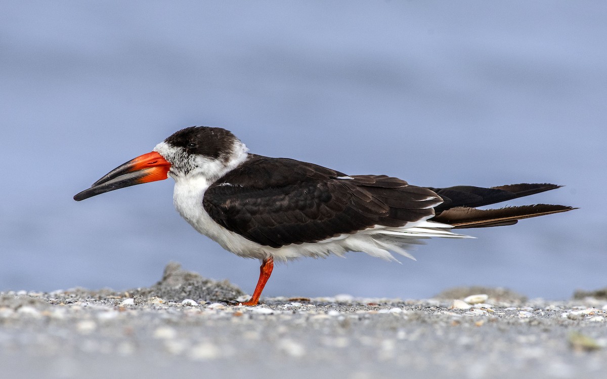 Black Skimmer - Denny Swaby