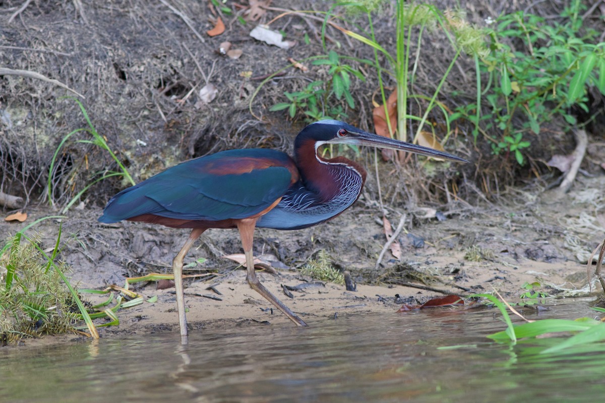 Agami Heron - ML285213271