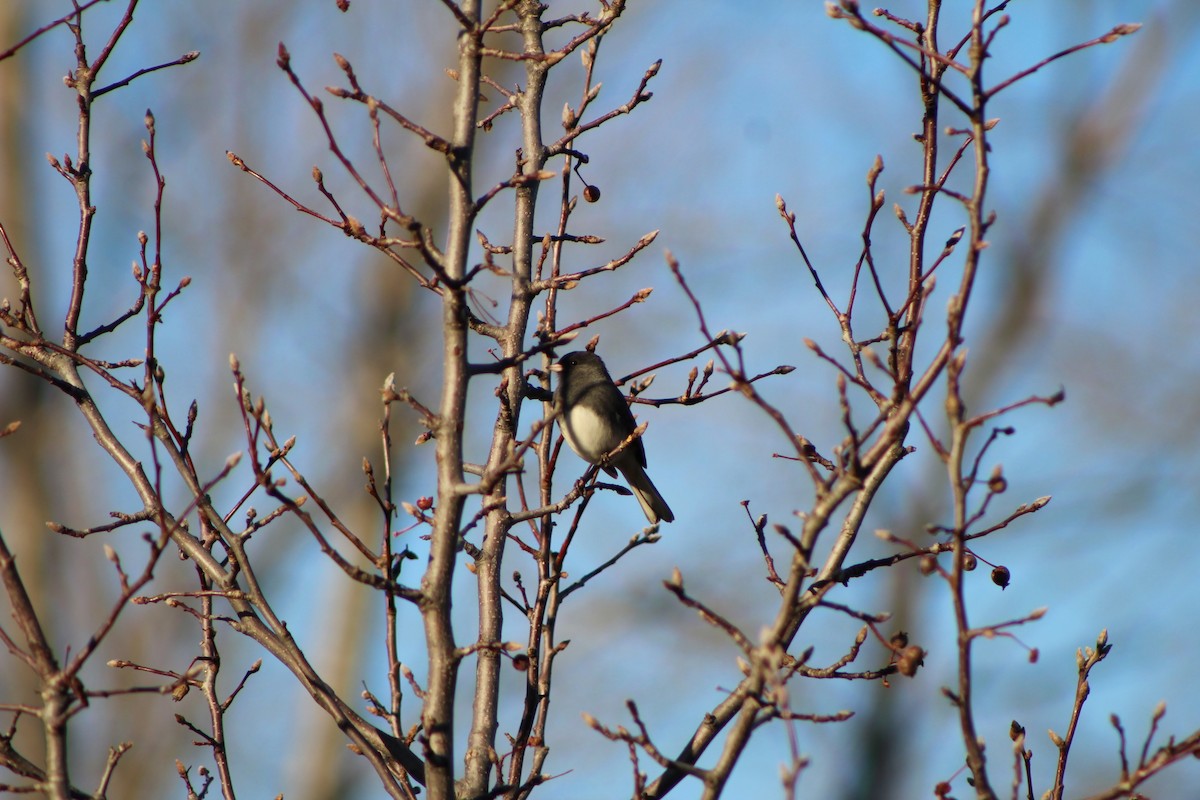 Dark-eyed Junco - K Novotny