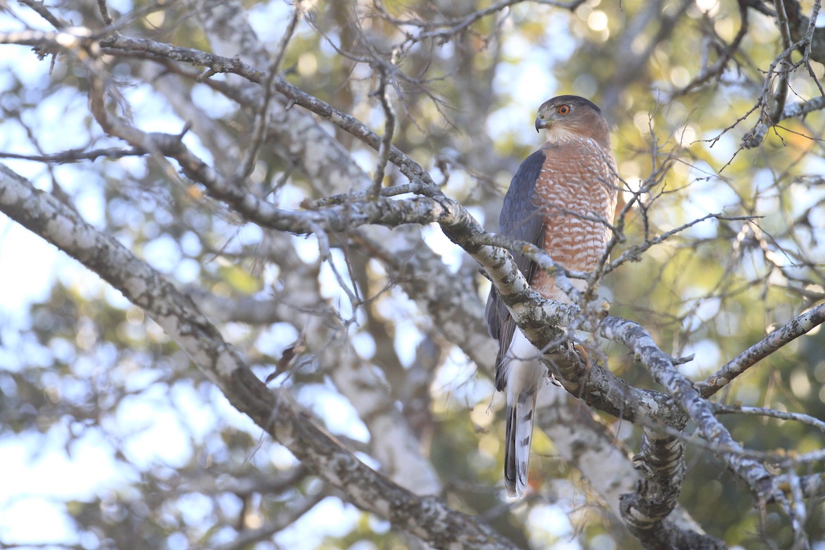 Cooper's Hawk - ML285214331