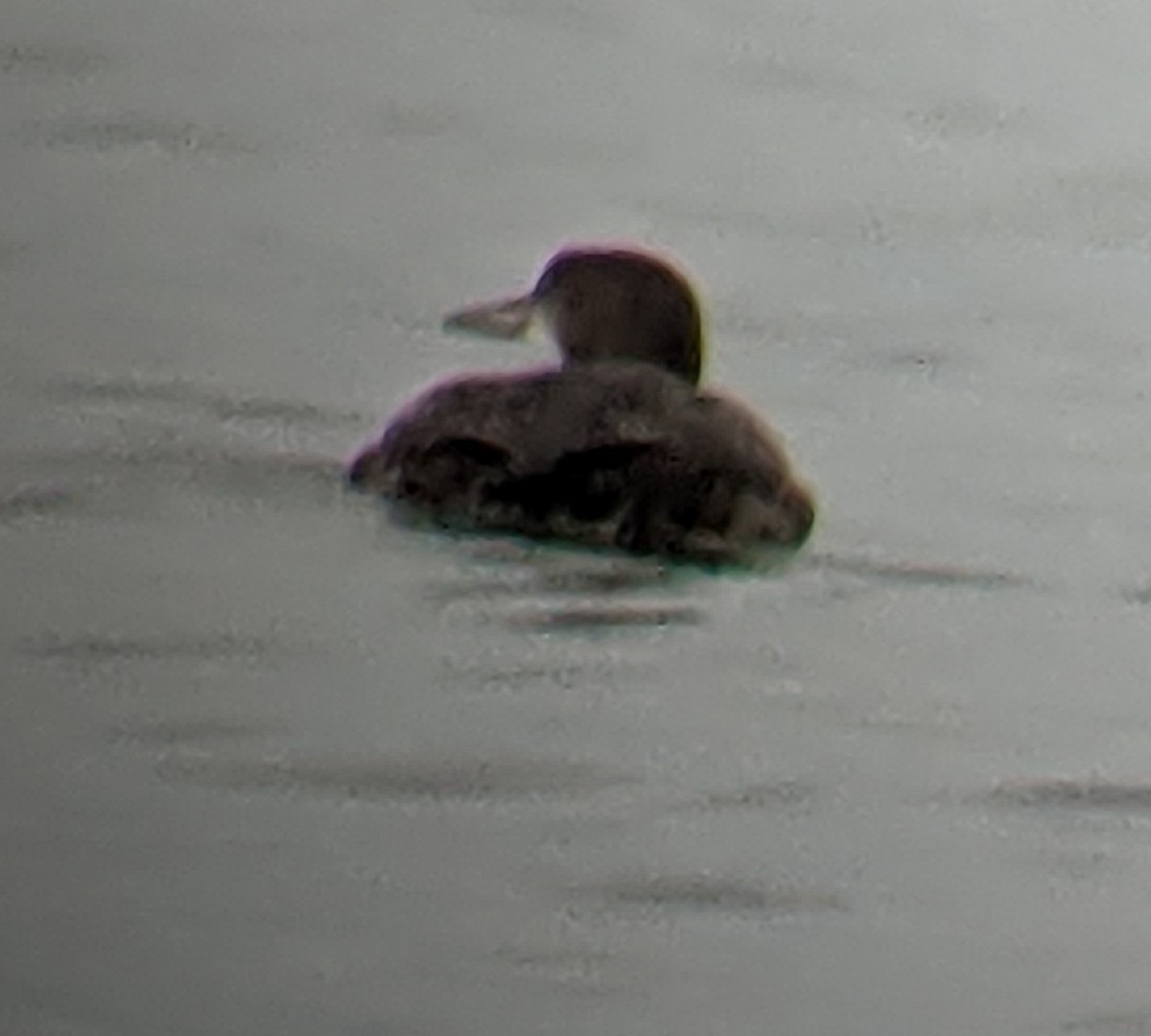 Eistaucher - ML285214641