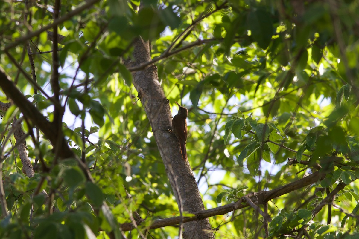 Dusky-capped Woodcreeper (Layard's) - ML285215711