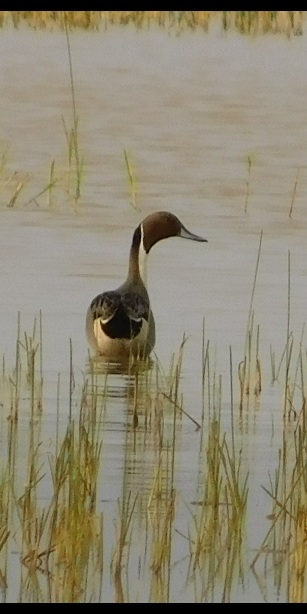 Northern Pintail - ML285215951