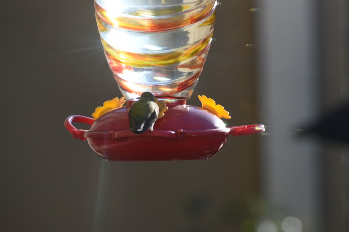 Anna's Hummingbird - ML285219911