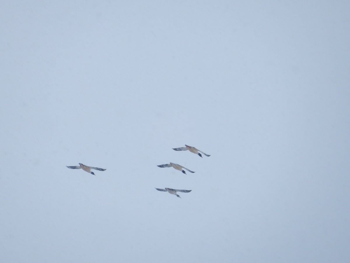 Common Merganser - ML285219921