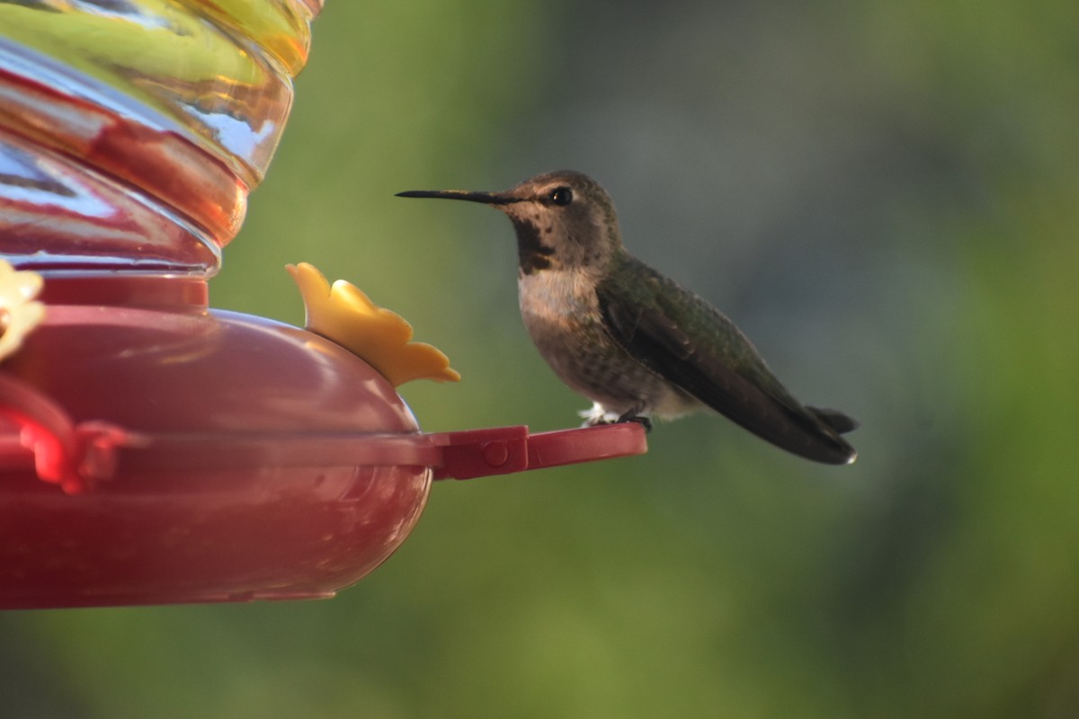 Anna's Hummingbird - ML285219931