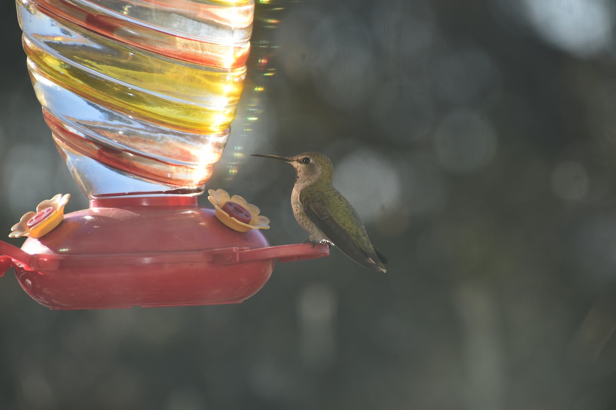 Anna's Hummingbird - ML285220001