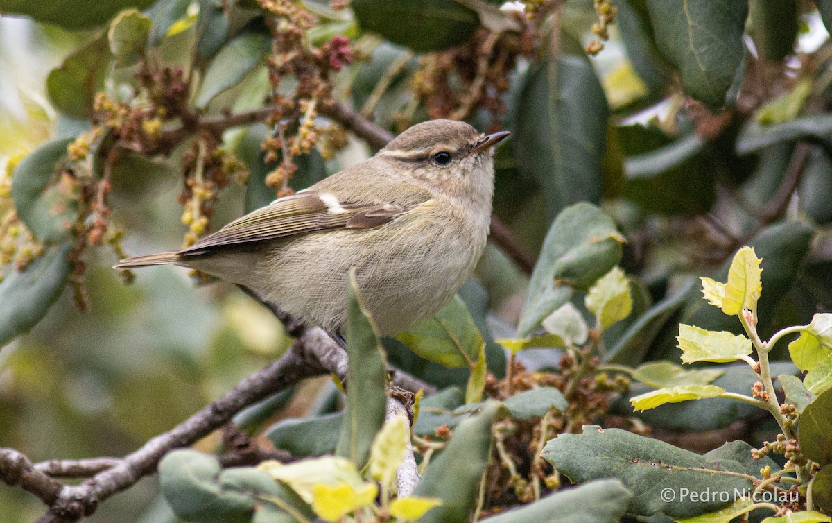 Hume's Warbler - Pedro Nicolau