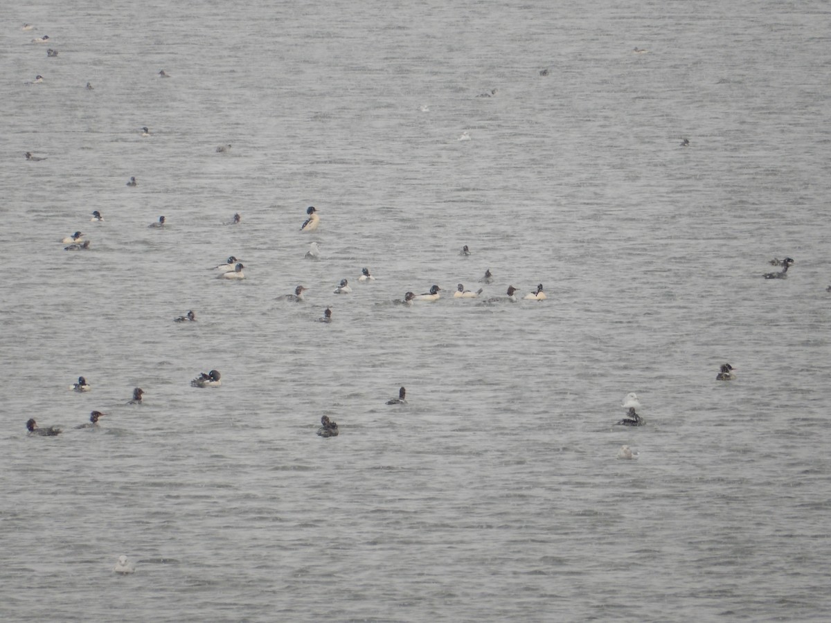 Common Merganser - Matthew Dudziak