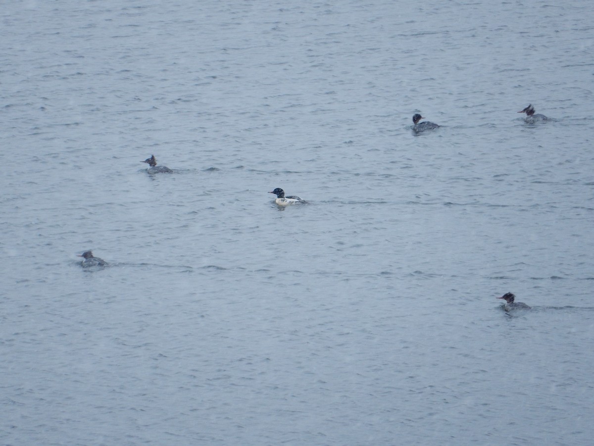 Common Merganser - Matthew Dudziak