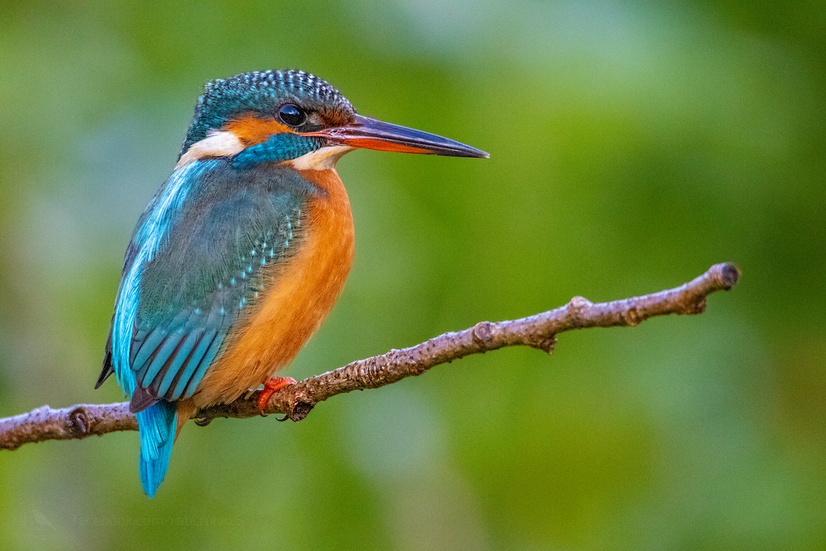 Common Kingfisher - Paulo Rocha