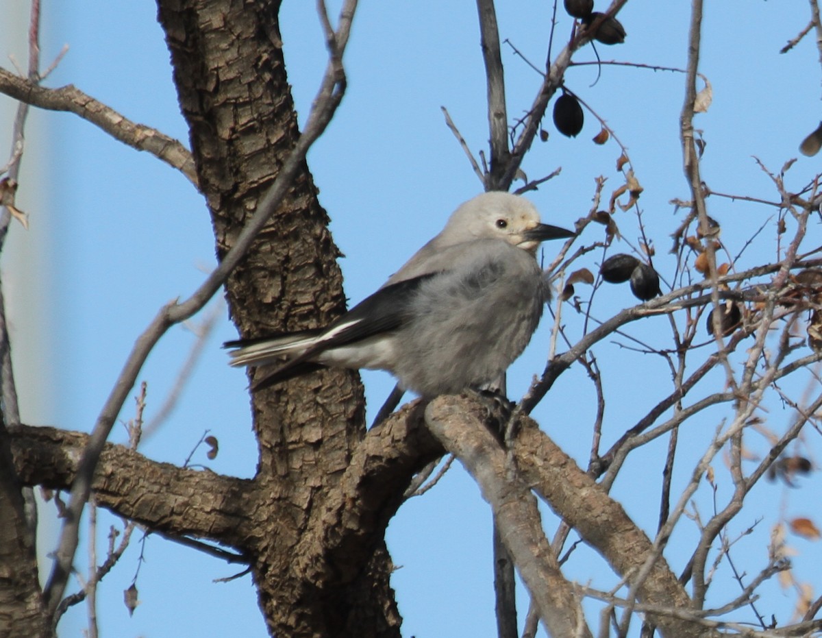 Clark's Nutcracker - ML285223641