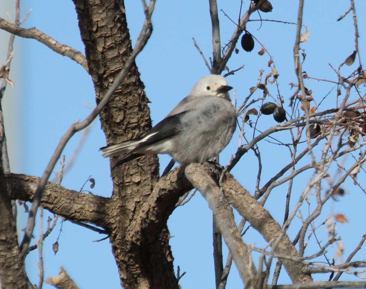 Clark's Nutcracker - ML285223651