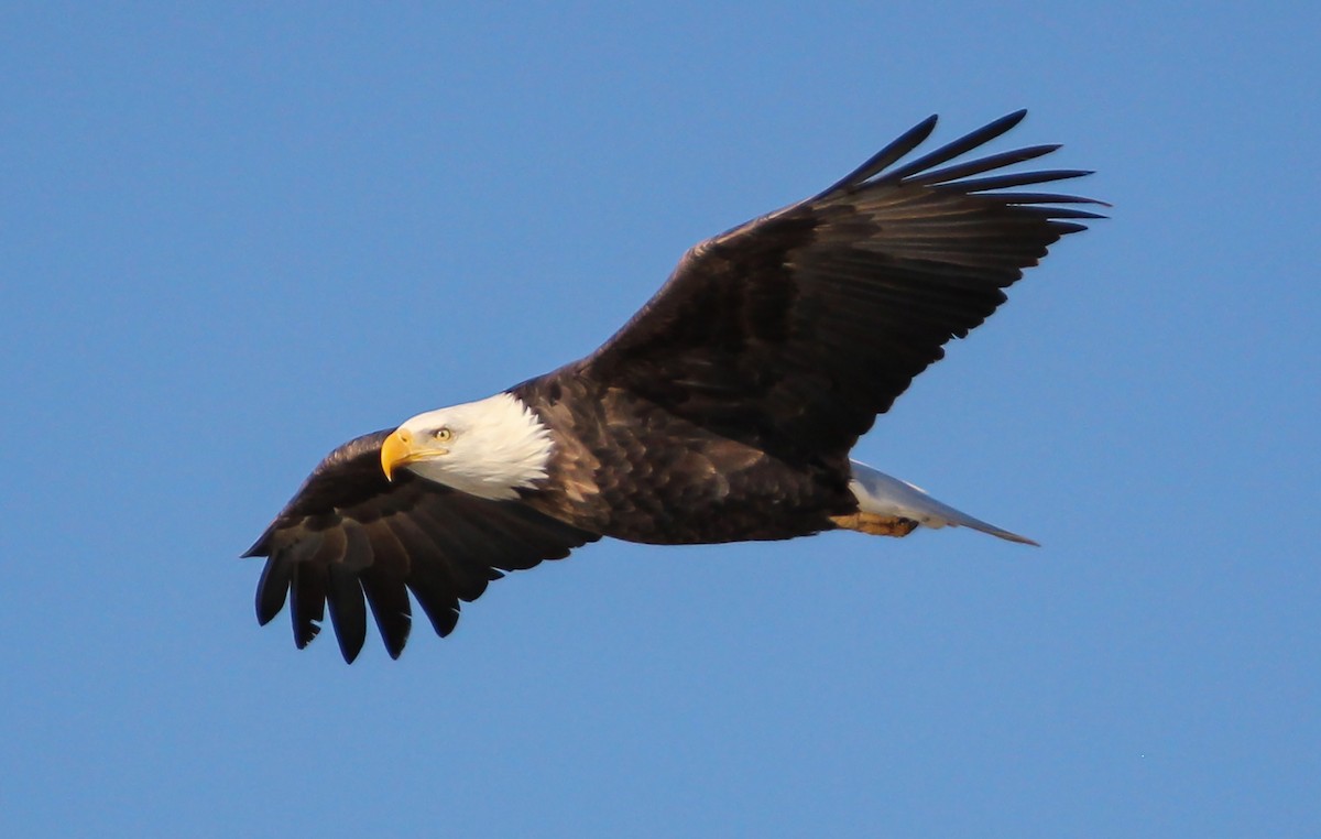 Weißkopf-Seeadler - ML285233671