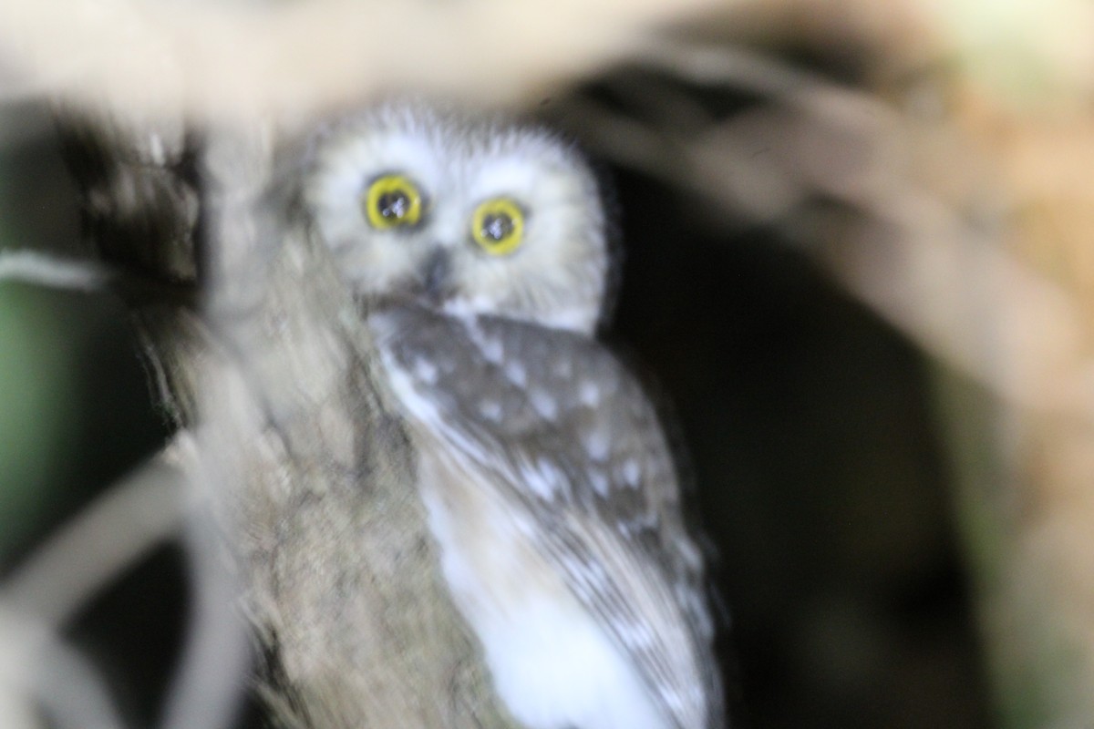 Northern Saw-whet Owl - ML285235201