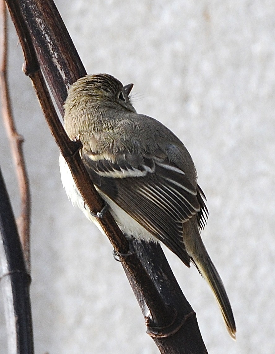 Western Flycatcher (Pacific-slope) - Greg Stroud