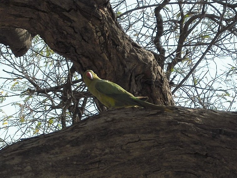 Rose-ringed Parakeet - ML285236531