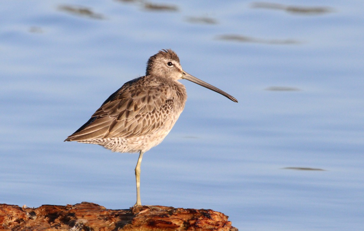 Long-billed Dowitcher - Manuel Duran