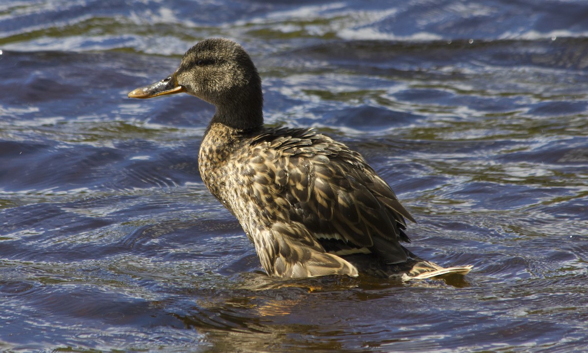 Canard colvert - ML285237141