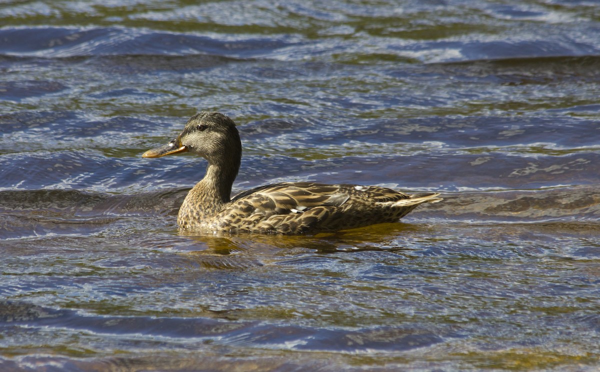 Canard colvert - ML285237151