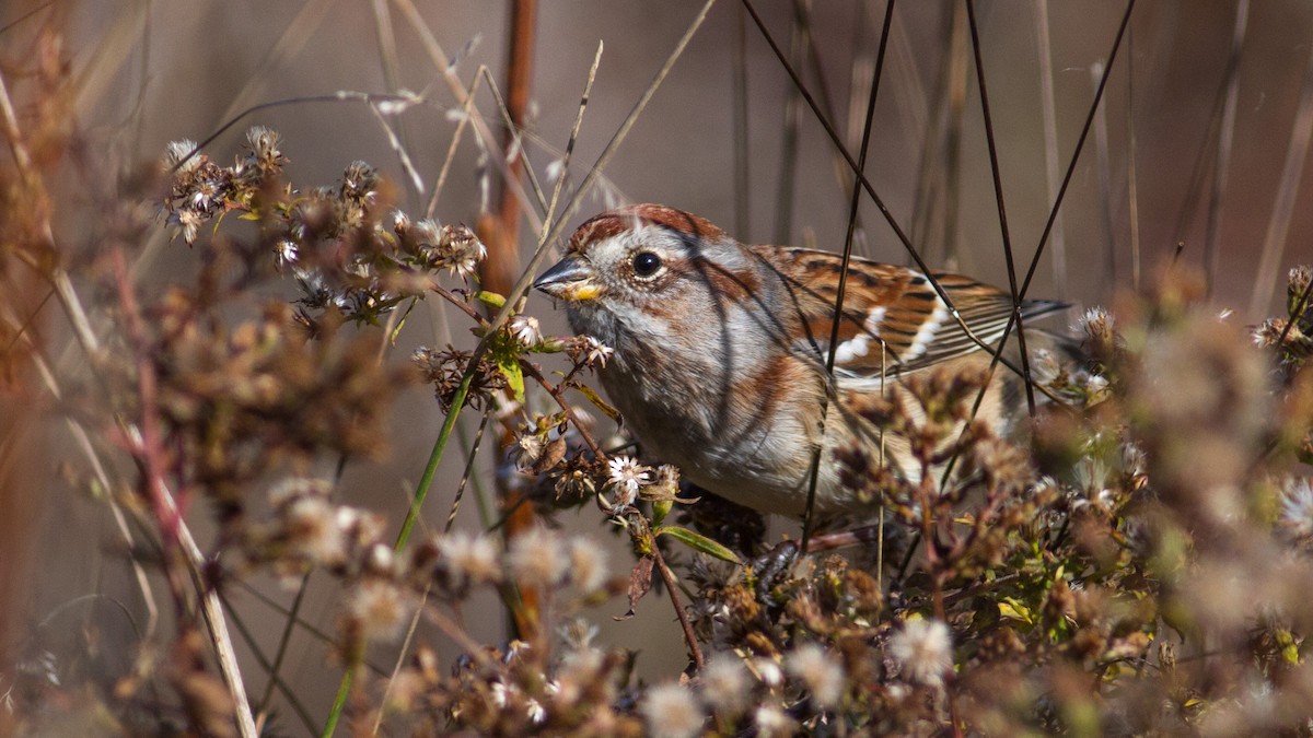 American Tree Sparrow - ML285238261