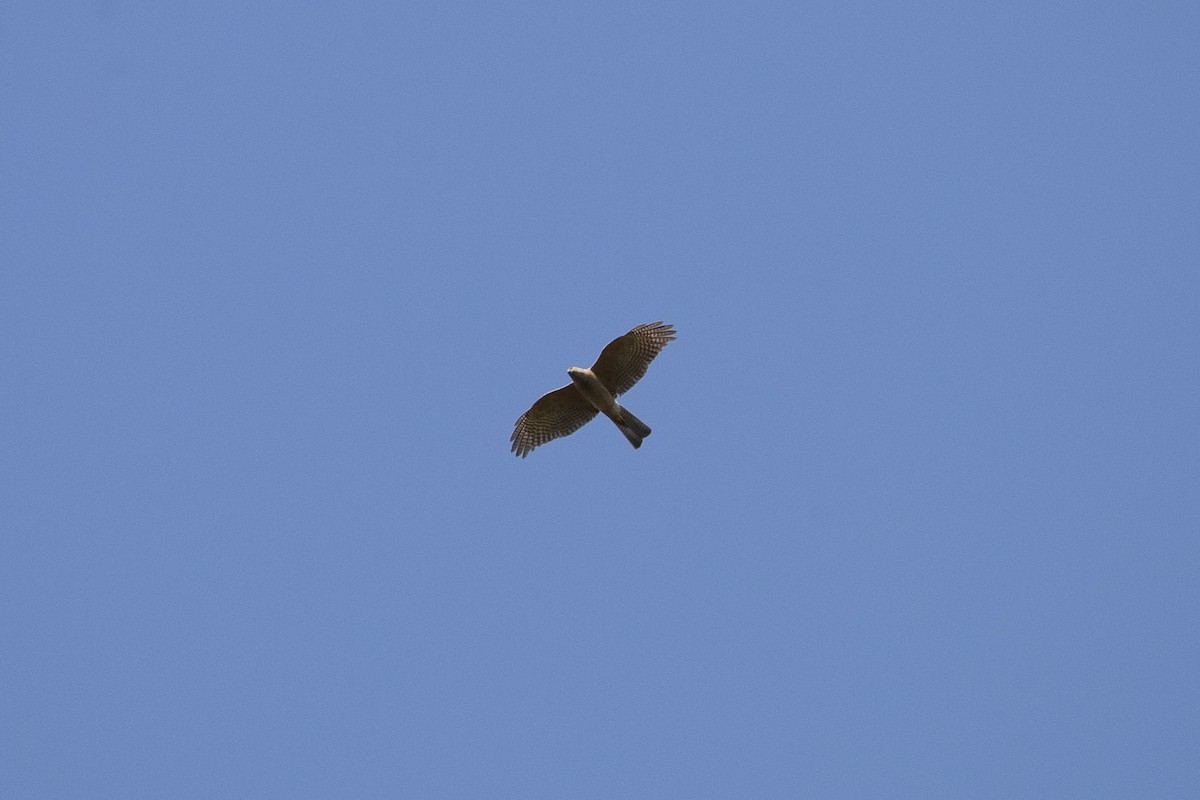 Collared Sparrowhawk - ML285239771