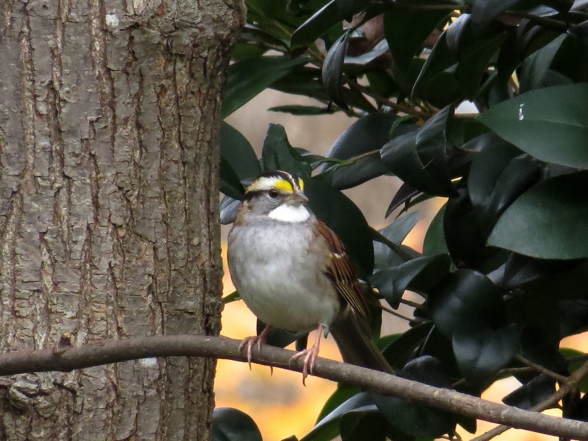 White-throated Sparrow - ML285243051