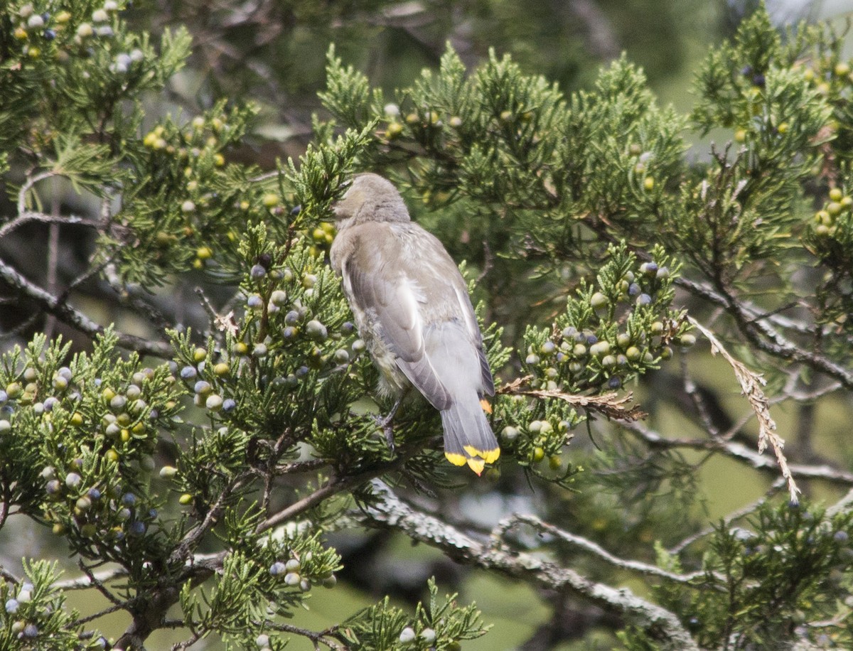 Cedar Waxwing - ML285243161