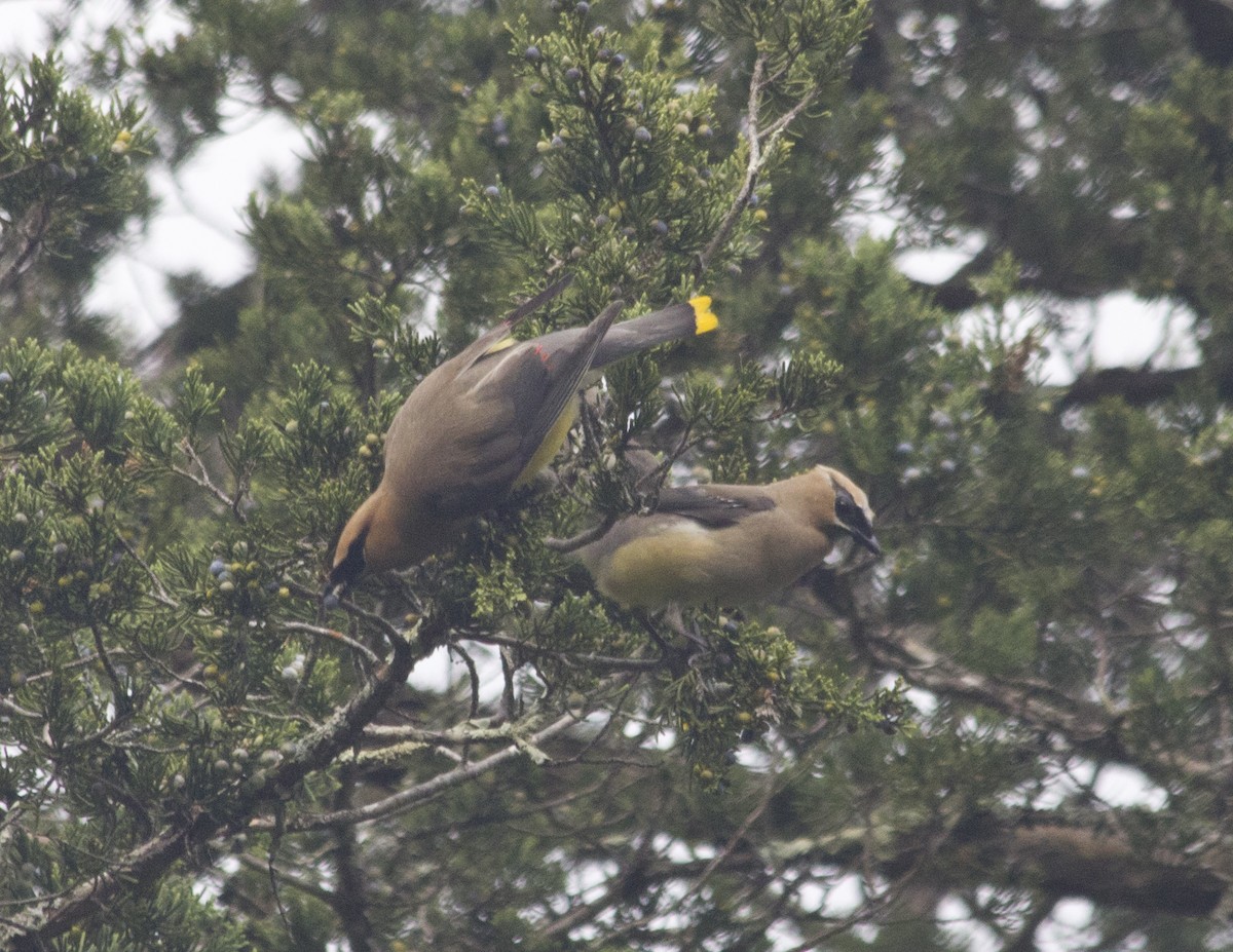 Cedar Waxwing - ML285243171