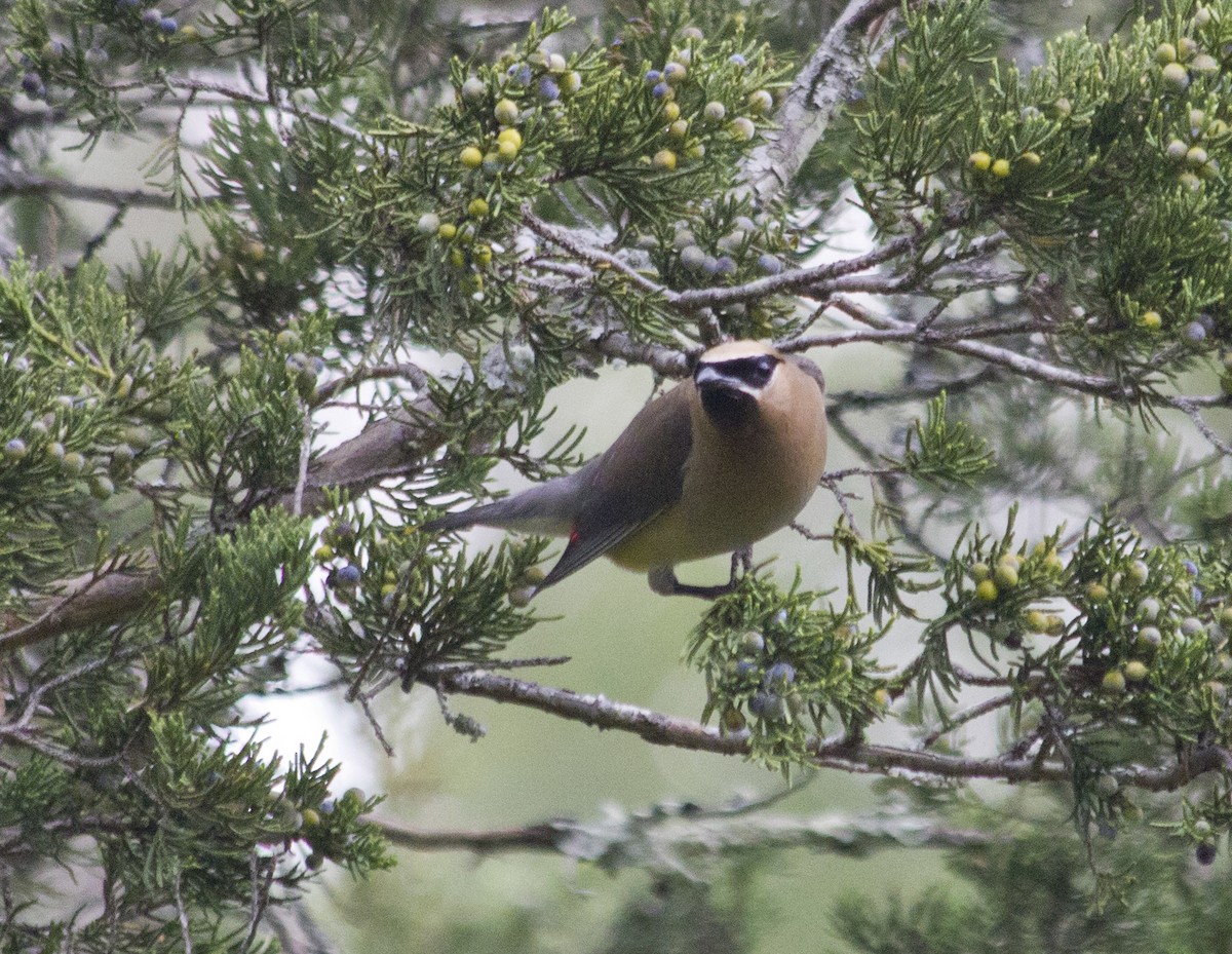 Cedar Waxwing - ML285243181