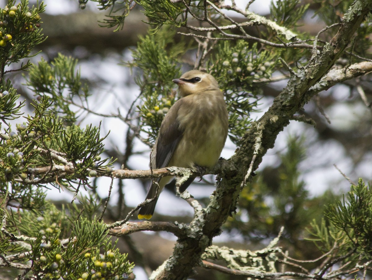 Cedar Waxwing - ML285243211