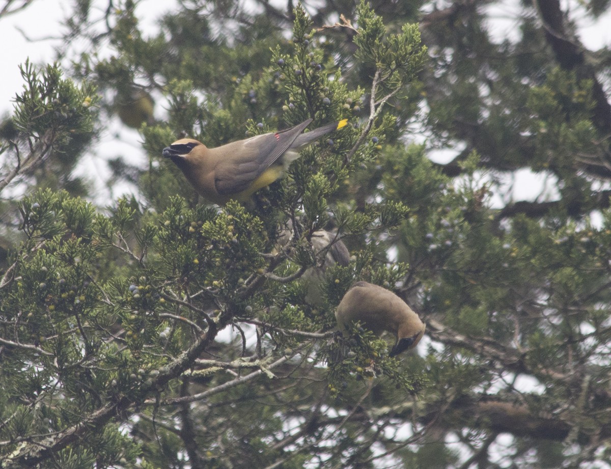 Cedar Waxwing - ML285243231
