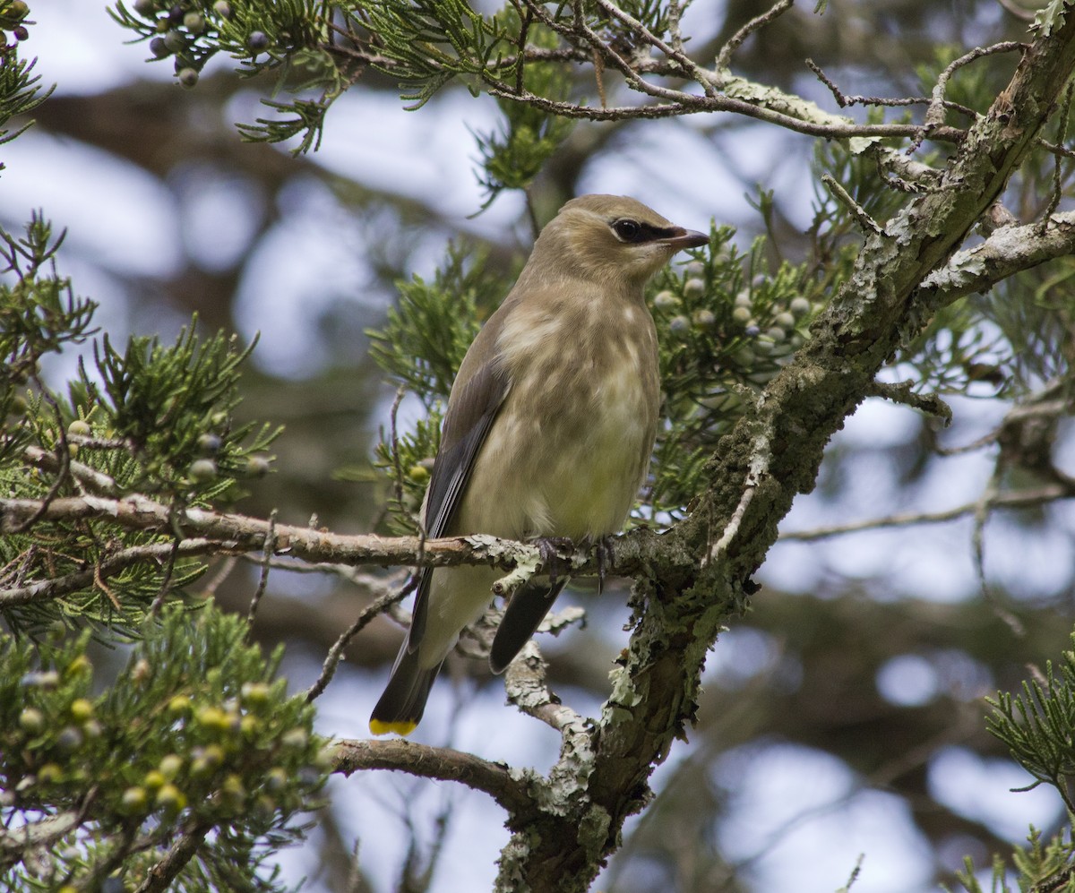 Cedar Waxwing - ML285243241