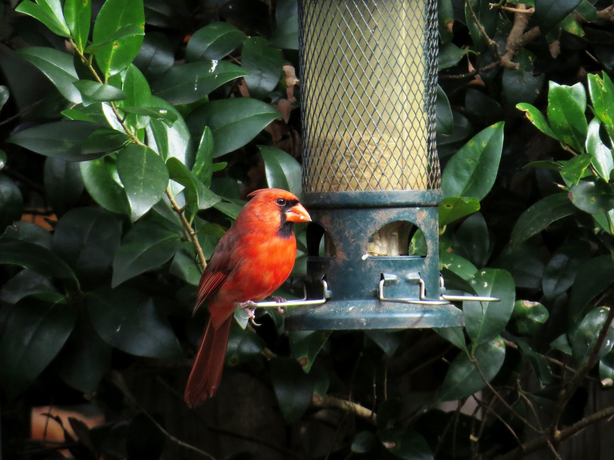 Northern Cardinal - ML285243991
